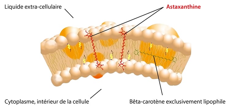 Intérêt nutritionnel des gummies d'astaxanthine